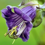 Bloemen Bloemen