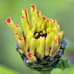 Bloemen Bloemen
