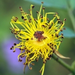 Bloemen Bloemen
