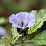 Bloemen Bloemen