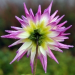 Bloemen Bloemen