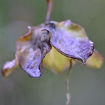 Bloemen Bloemen
