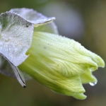 Bloemen Bloemen