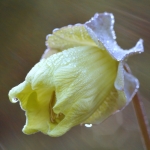 Bloemen Bloemen