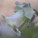 Bloemen Bloemen