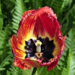 Bloemen Bloemen