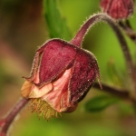 Bloemen Bloemen