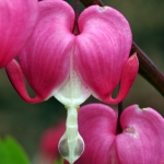 Bloemen Bloemen