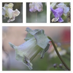 Bloemen (Collages) Bloemen (Collages)