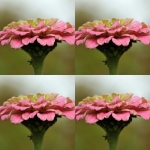 Bloemen (Collages) Bloemen (Collages)