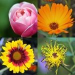 Bloemen (Collages) Bloemen (Collages)