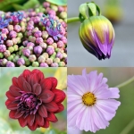 Bloemen (Collages) Bloemen (Collages)