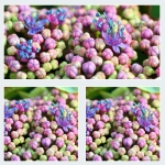 Bloemen (Collages) Bloemen (Collages)