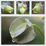 Bloemen (Collages) Bloemen (Collages)