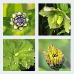 Bloemen (Collages) Bloemen (Collages)