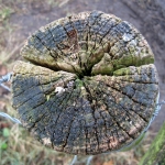 Bloemen (Algemeen) Bloemen (Algemeen)