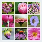 Bloemen (Collages) Bloemen (Collages)