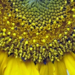 Zonnebloem Zonnebloem