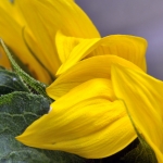 Bloemen Bloemen