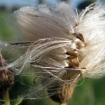 Bloemen Bloemen