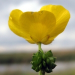 Bloemen Bloemen