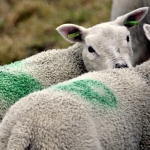 Bloemen (Dieren) Bloemen (Dieren)