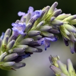 Lavendel Lavendel