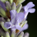 Lavendel Lavendel