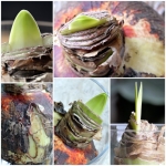 Bloemen (Collages) Bloemen (Collages)