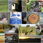 Wandelen Wandelen