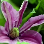 Bloem Bloem