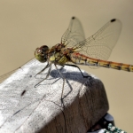 Libelle Libelle