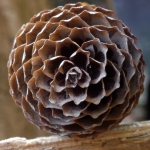 Dennenappel Dennenappel