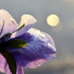 Viooltje Viooltje