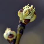 Tuin Tuin