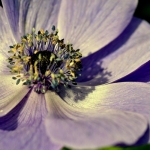 Tuin Tuin