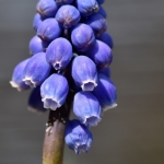 Muscari botryoides Muscari botryoides