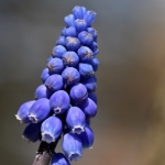 Muscari botryoides Muscari botryoides