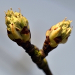 Knop (Perenboom) Knop (Perenboom)