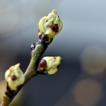 Tuin Tuin