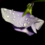 Viooltje Viooltje