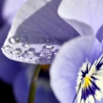 Viooltje Viooltje