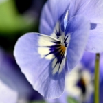 Viooltje Viooltje