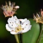 Bloesem Bloesem