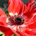 Bloemen Bloemen