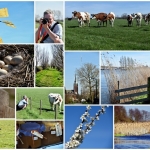 Wandelen Wandelen
