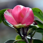 Tuin Tuin