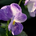 Viooltje Viooltje