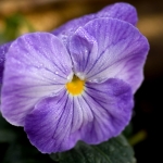 Viooltje Viooltje