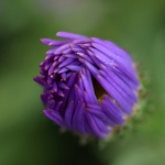 Herfstaster Herfstaster